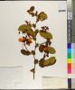 Exsicata da espécie Senna cearensis